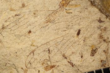 Media type: image;   Entomology PALE-3064